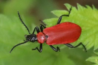 Pyrochroa coccinea