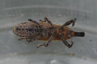 <i>Lixus ochraceus</i>