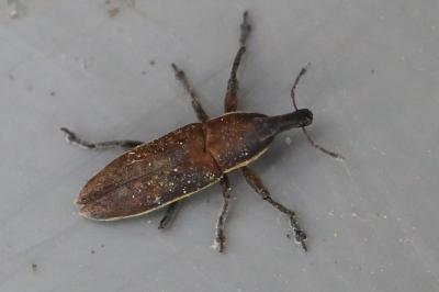 <i>Lixus ochraceus</i>