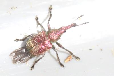 <i>Rhynchites auratus</i>
