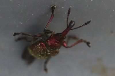 <i>Rhynchites auratus</i>