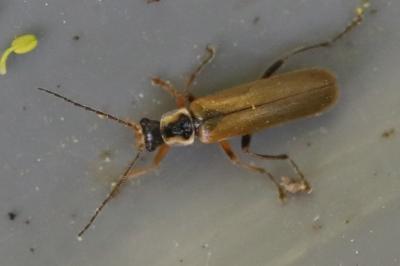 <i>Cantharis decipiens</i>