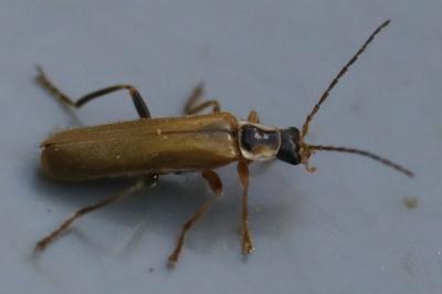 <i>Cantharis decipiens</i>