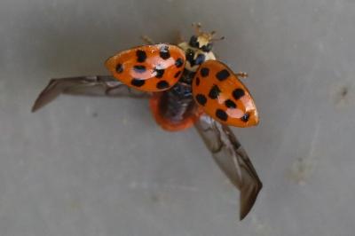<i>Harmonia axyridis</i>