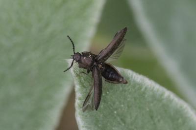 <i>Cidnopus pilosus</i>