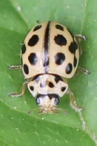 <i>Tytthaspis sedecimpunctata</i>