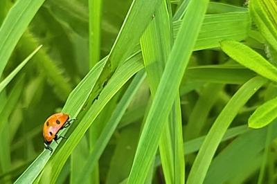 <i>Coccinella septempunctata</i>