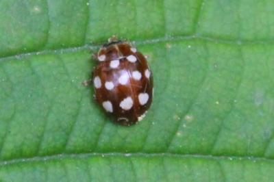 <i>Calvia quatuordecimguttata</i>