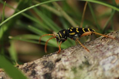 <i>Plagionotus arcuatus</i>