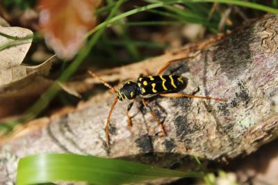 <i>Plagionotus arcuatus</i>