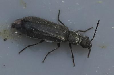 <i>Dasytes aeratus</i>