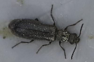<i>Dasytes aeratus</i>