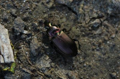 <i>Poecilus cupreus</i>