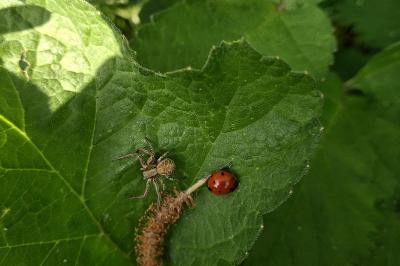 <i>Coccinella septempunctata</i>