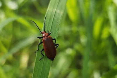 <i>Pyrochroa serraticornis</i>