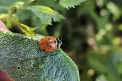 <i>Coccinella septempunctata</i>