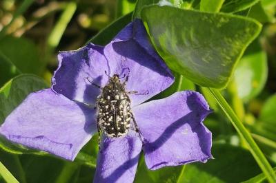 <i>Oxythyrea funesta</i>