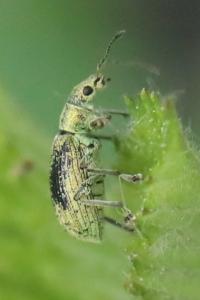 <i>Polydrusus cervinus</i>