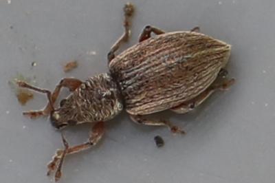 <i>Polydrusus marginatus</i>