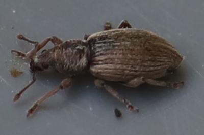 <i>Polydrusus marginatus</i>
