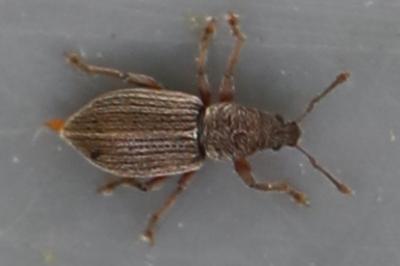 <i>Polydrusus marginatus</i>