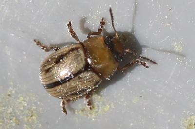 <i>Gonioctena olivacea</i>