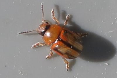 <i>Gonioctena olivacea</i>