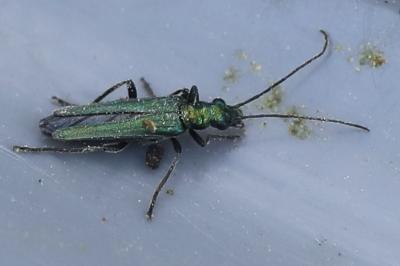 <i>Oedemera nobilis</i>