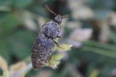 <i>Agrypnus murinus</i>