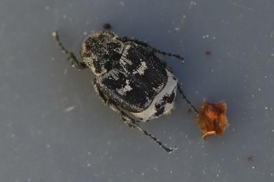 <i>Valgus hemipterus</i>