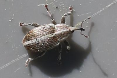 <i>Tychius parallelus</i>