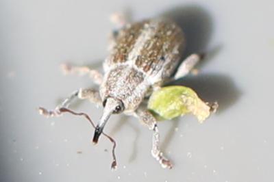 <i>Tychius parallelus</i>
