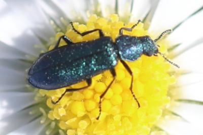 <i>Psilothrix viridicoerulea</i>