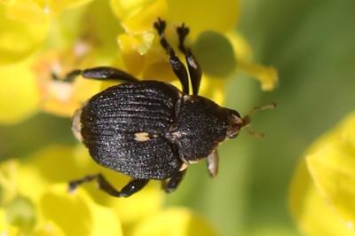 <i>Mononychus punctumalbum</i>