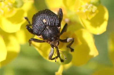 <i>Mononychus punctumalbum</i>