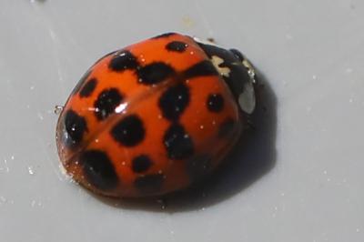 <i>Harmonia axyridis</i>