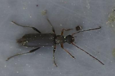<i>Grammoptera ruficornis</i>