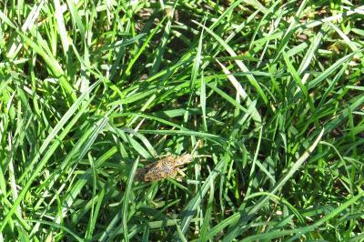 <i>Rhagium sycophanta</i>