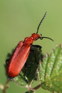 <i>Pyrochroa serraticornis</i>
