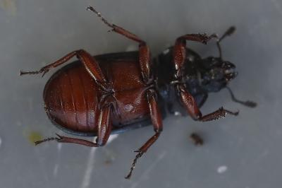 <i>Platycerus caraboides</i>