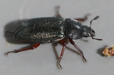 <i>Platycerus caraboides</i>