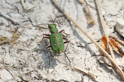 <i>Cicindela campestris</i>