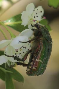 <i>Cetonia aurata</i>