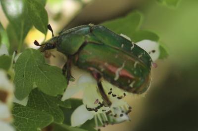 <i>Cetonia aurata</i>