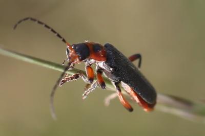 <i>Cantharis rustica</i>