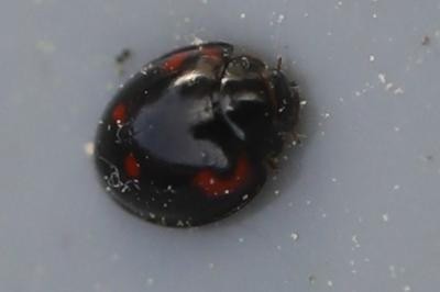 <i>Exochomus quadripustulatus</i>