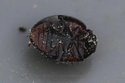 <i>Exochomus quadripustulatus</i>