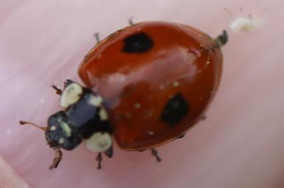 <i>Adalia bipunctata</i>