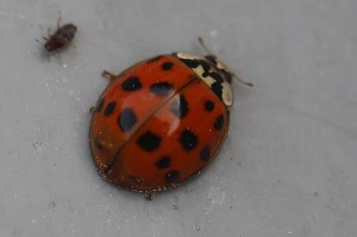 <i>Harmonia axyridis</i>
