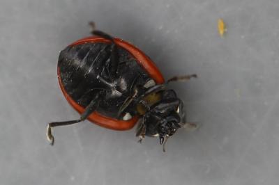 <i>Coccinella septempunctata</i>